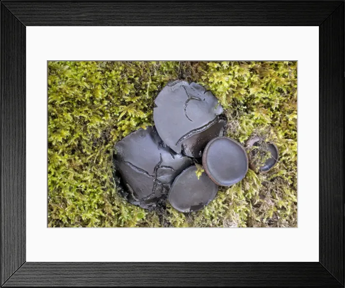 Framed Print : Black Bulgar Fungus - Cornwall - UK Framed Print : Black Bulgar Fungus - Cornwall - UK
