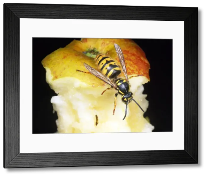 Framed Print : Common Wasp - feeding on apple core - UK Framed Print : Common Wasp - feeding on apple core - UK