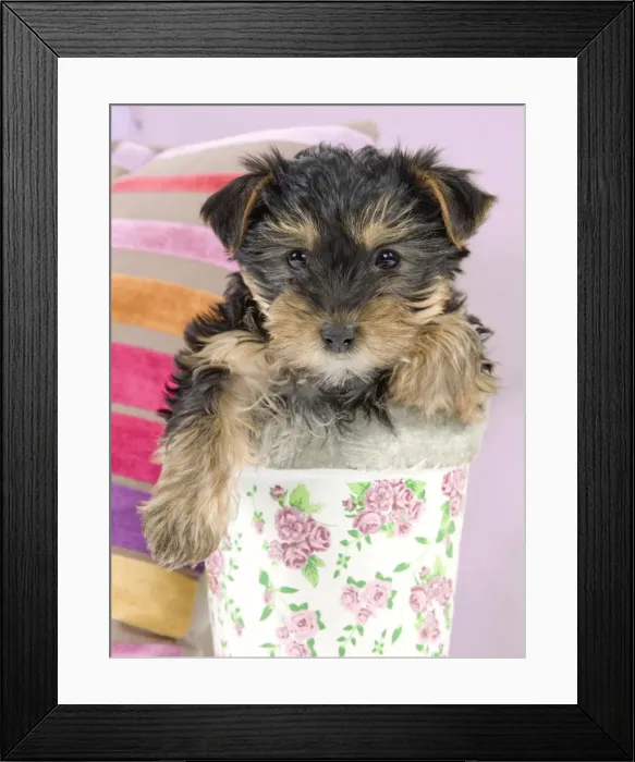 Framed Print : Dog - Yorkshire Terrier puppy - in flowerpot Manipulation: Background Colour changed from white Framed Print : Dog - Yorkshire Terrier puppy - in flowerpot Manipulation: Background Colour changed from white