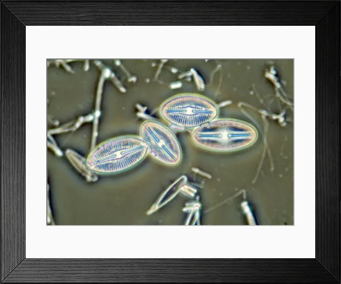 Framed Print : Diatoms - from marine plankton sample - Hong Kong harbour Framed Print : Diatoms - from marine plankton sample - Hong Kong harbour