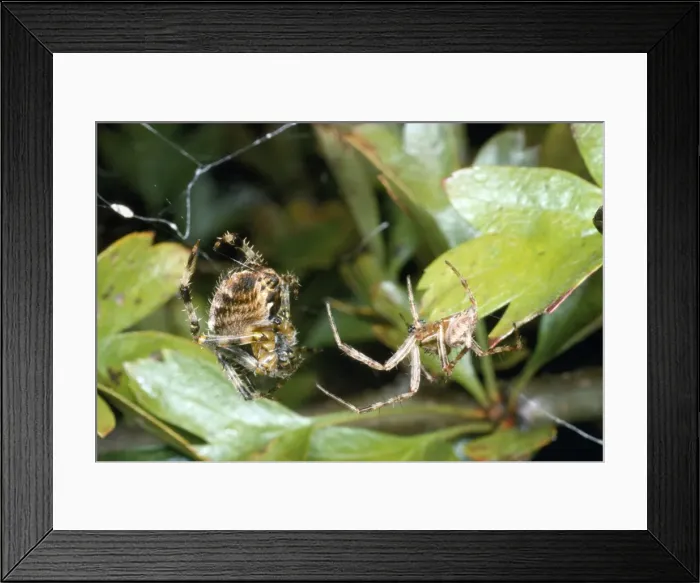 Framed Print : Garden Spider - courtship - male on the right female on the left