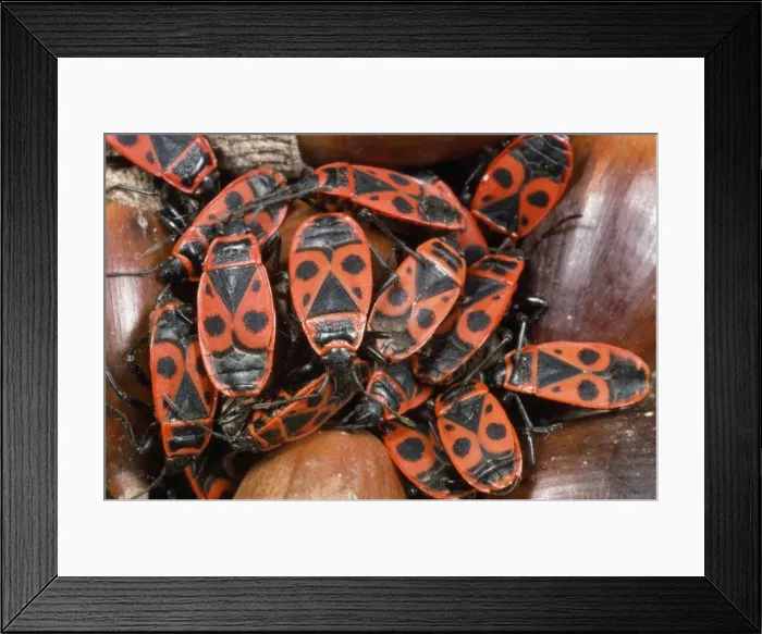 Framed Print : Fire Bugs - among acorns - France Framed Print : Fire Bugs - among acorns - France