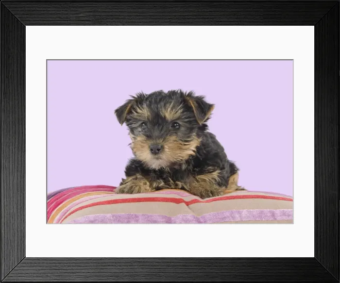Framed Print : Dog - Yorkshire Terrier puppy - on cushion Manipulation: Background Colour changed from white