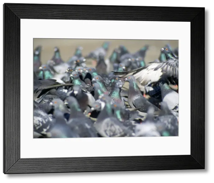 Framed Print : Urban Pigeons - Trafalgar Square - London - UK Framed Print : Urban Pigeons - Trafalgar Square - London - UK