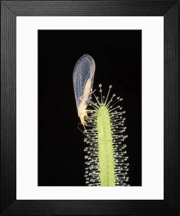 Framed Print : Sundew - with a Lacewing caught in the stickey droplets Framed Print : Sundew - with a Lacewing caught in the stickey droplets