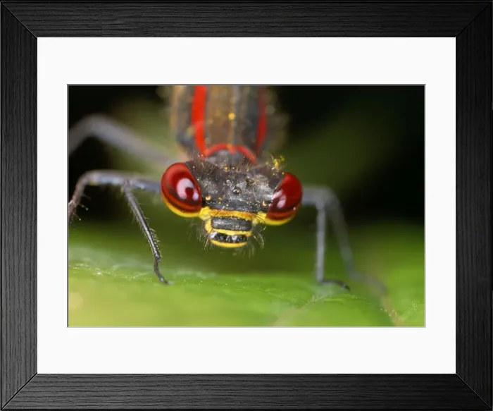 Framed Print : Red Damselfly - huge compound eyes - UK Framed Print : Red Damselfly - huge compound eyes - UK