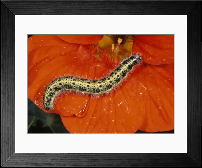 Framed Print : Large White Butterfly Caterpillar - UK Framed Print : Large White Butterfly Caterpillar - UK