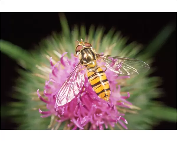 Hoverfly - feeding on thistle - UK