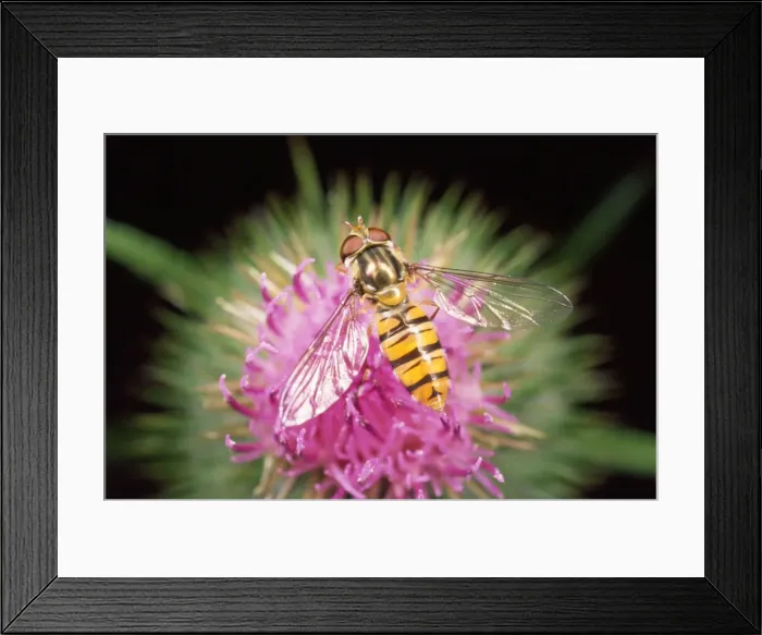 Framed Print : Hoverfly - feeding on thistle - UK Framed Print : Hoverfly - feeding on thistle - UK