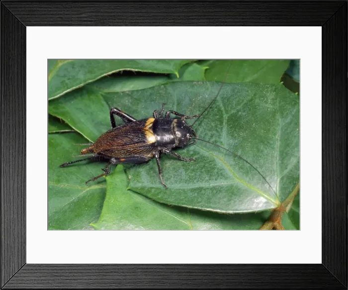 Framed Print : Field Cricket - accidental introduction Framed Print : Field Cricket - accidental introduction