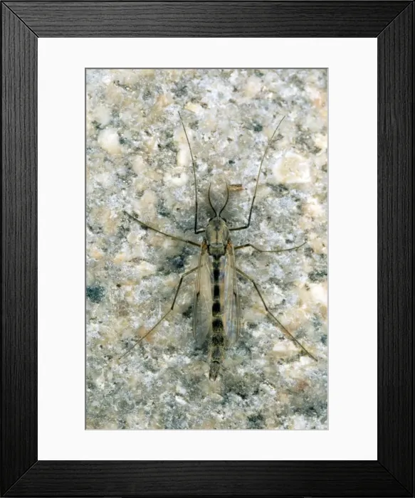 Framed Print : Non-biting Midge - UK Framed Print : Non-biting Midge - UK