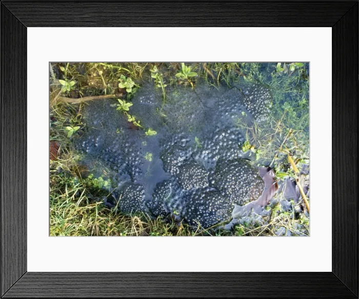 Framed Print : Frog Spawn - in garden pond - UK Framed Print : Frog Spawn - in garden pond - UK