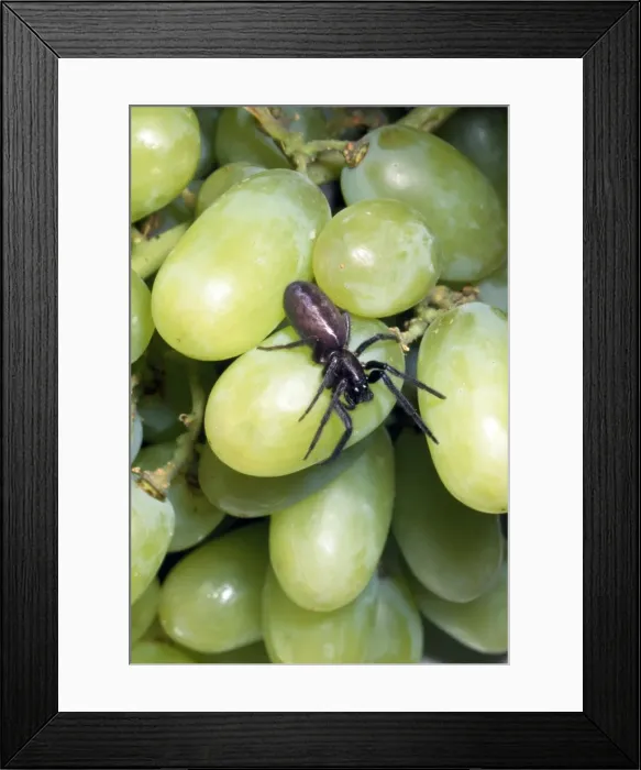Framed Print : Spider - among grapes Framed Print : Spider - among grapes