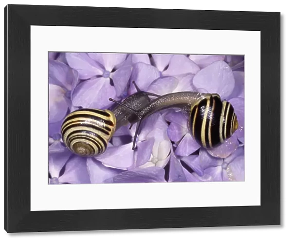 Whitelipped Banded Snail  /  Humbug Snail - courting pair - UK