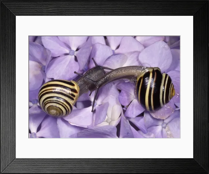 Framed Print : Whitelipped Banded Snail / Humbug Snail - courting pair - UK Framed Print : Whitelipped Banded Snail / Humbug Snail - courting pair - UK