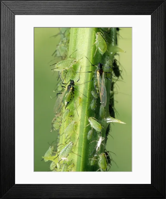Framed Print : Greenfly Aphids - on plant stem - UK Framed Print : Greenfly Aphids - on plant stem - UK