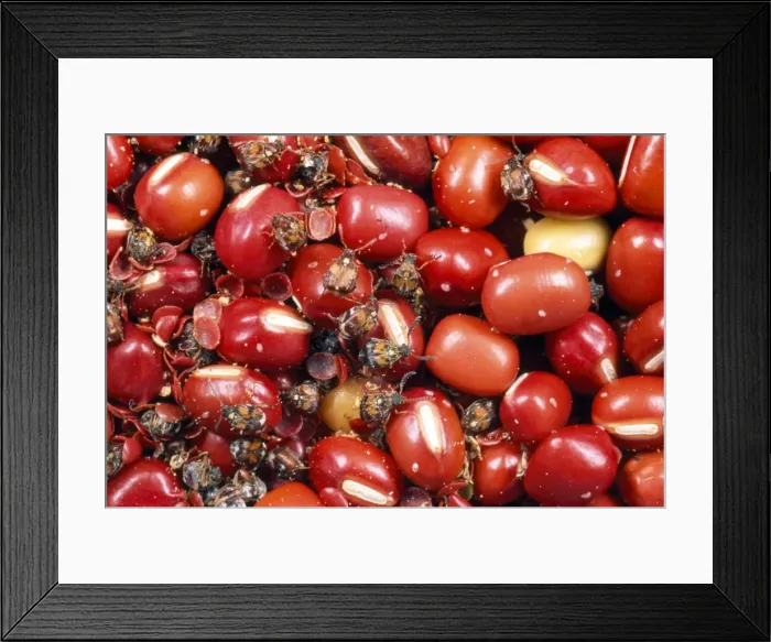 Framed Print : Chinese Bean Beetles - infestation in aduki beans Framed Print : Chinese Bean Beetles - infestation in aduki beans