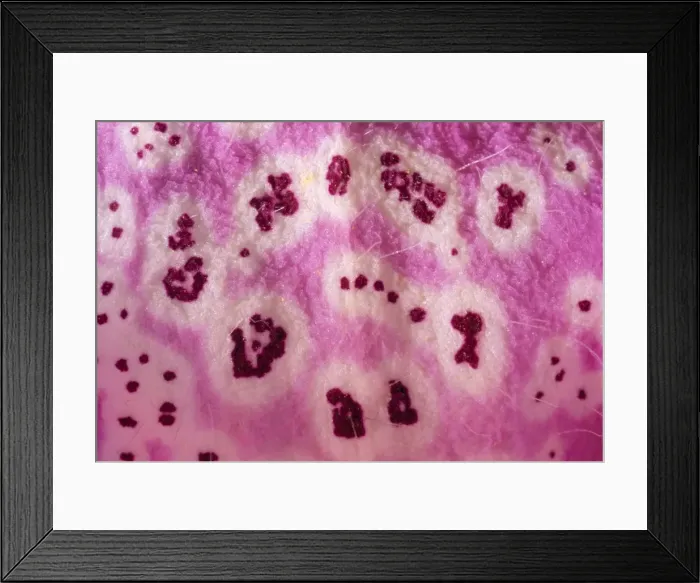 Framed Print : Foxglove flower - close-up - UK Framed Print : Foxglove flower - close-up - UK