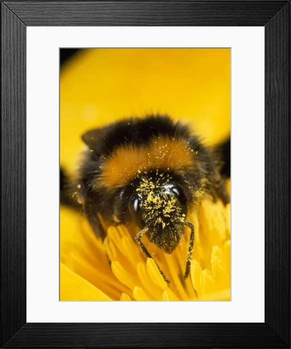 Framed Print : Bumblebee - with pollen - UK Framed Print : Bumblebee - with pollen - UK