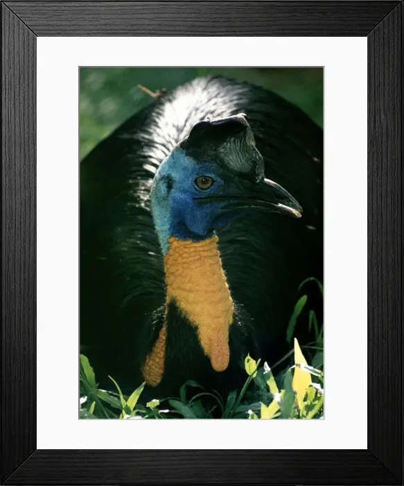 Framed Print : Northern Cassowary - Papua New Guinea Framed Print : Northern Cassowary - Papua New Guinea