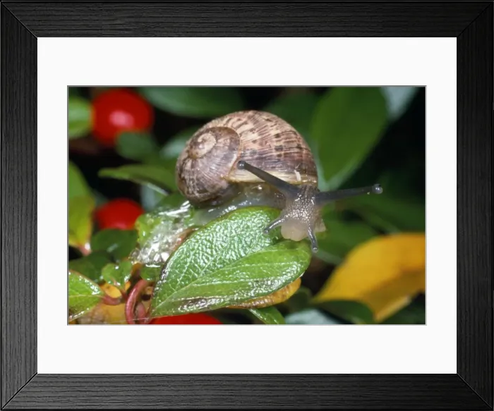 Framed Print : Garden Snail - juvenile - UK Framed Print : Garden Snail - juvenile - UK