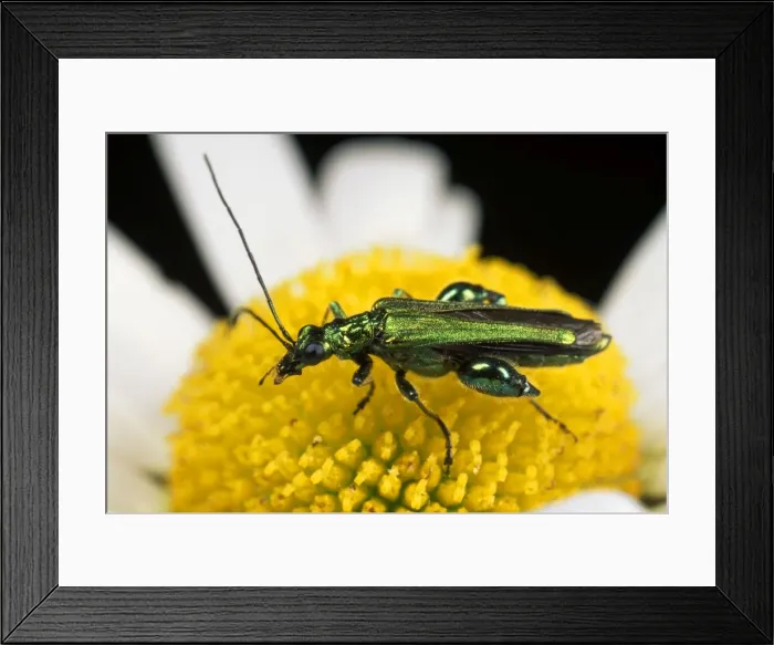 Framed Print : {ollen Beetle - eating pollen - UK
