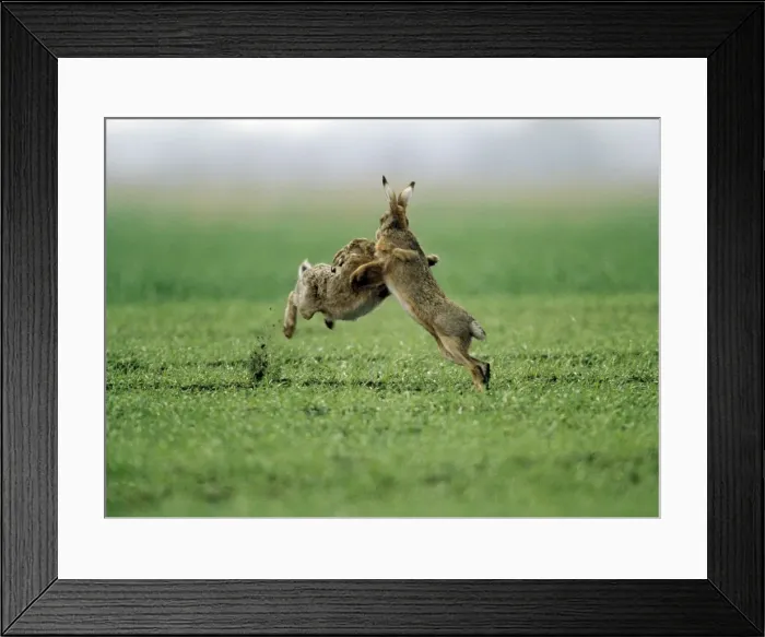 Framed Print : European Brown Hare - two boxing Framed Print : European Brown Hare - two boxing