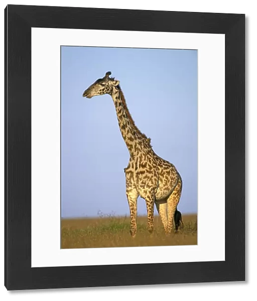 Masai Giraffe - Maasai Mara National Park, Kenya, Africa