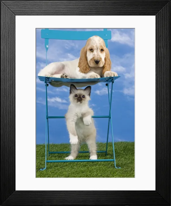 Framed Print : Dog - Cocker Spaniel laying down on chair with Cat - Birman kitten Framed Print : Dog - Cocker Spaniel laying down on chair with Cat - Birman kitten