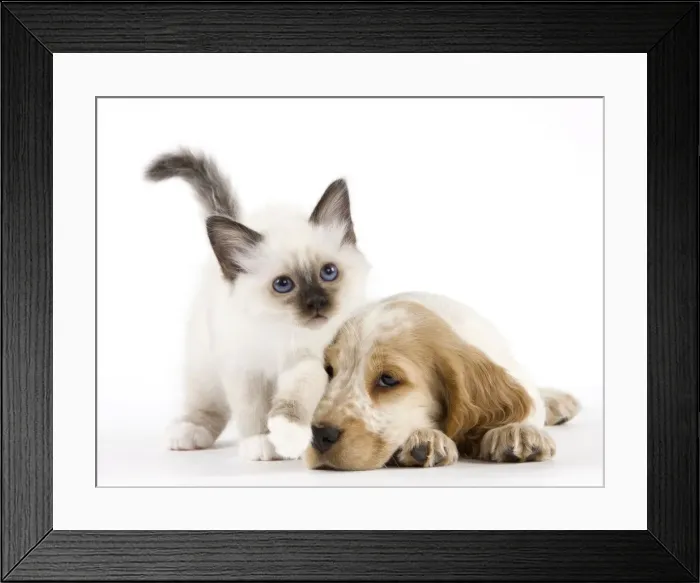 Framed Print : Dog - Cocker Spaniel with Cat - Birman kitten Framed Print : Dog - Cocker Spaniel with Cat - Birman kitten