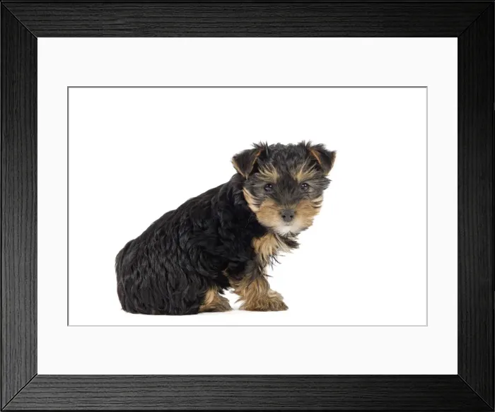 Framed Print : Dog - Yorkshire Terrier puppy Framed Print : Dog - Yorkshire Terrier puppy