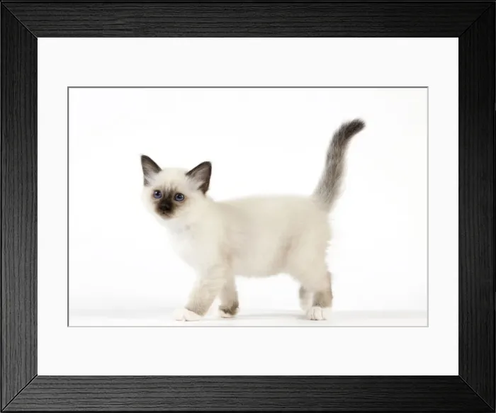 Framed Print : Cat - Birman kitten Framed Print : Cat - Birman kitten