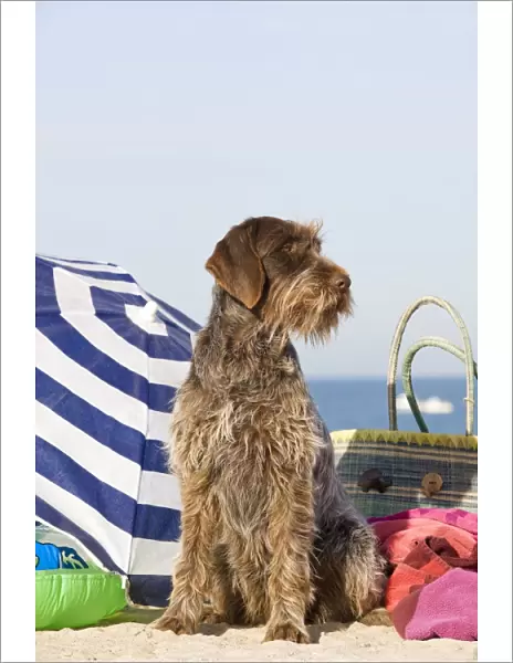 Dog - Wirehaired Pointing  /  Korthals Griffon - on the beach