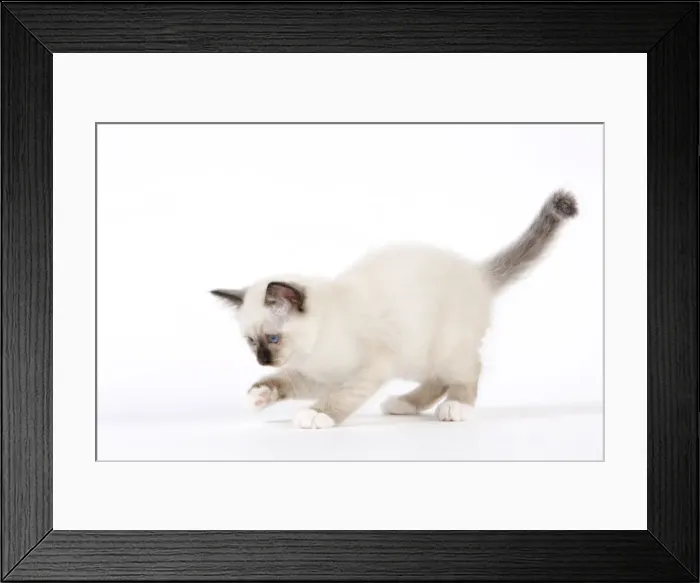 Framed Print : Cat - Birman kitten Framed Print : Cat - Birman kitten