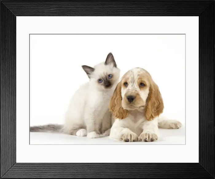 Framed Print : Dog - Cocker Spaniel with Cat - Birman kitten