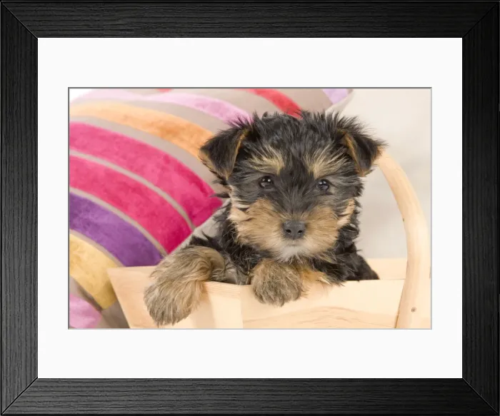 Framed Print : Dog - Yorkshire Terrier puppy - in wooden basket