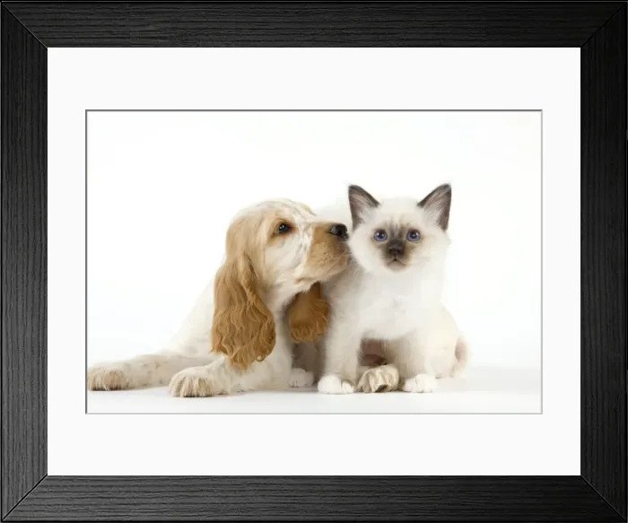 Framed Print : Dog - Cocker Spaniel with Cat - Birman kitten Framed Print : Dog - Cocker Spaniel with Cat - Birman kitten