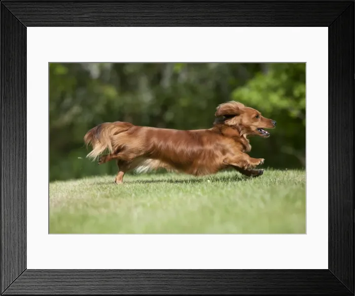 Framed Print : DOG - Miniature long haired dachshund running in garden Framed Print : DOG - Miniature long haired dachshund running in garden