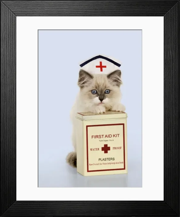 Framed Print : CAT - Ragdoll kitting wearing nurses hat with box of plasters Digital Manipulation: background from white to blue Framed Print : CAT - Ragdoll kitting wearing nurses hat with box of plasters Digital Manipulation: background from white to blue