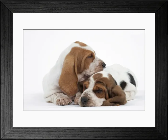 Framed Print : Dog - Basset Hound - two puppies lying down together Framed Print : Dog - Basset Hound - two puppies lying down together