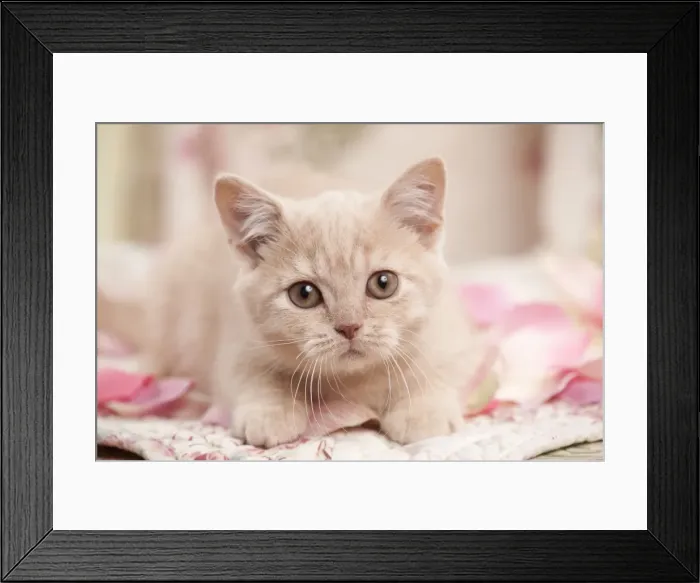 Framed Print : Cat - British Shorthair 3 month old kitten Framed Print : Cat - British Shorthair 3 month old kitten
