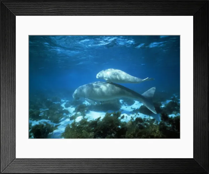 Framed Print : Dugong - female and calf - Shark Bay, Australia Framed Print : Dugong - female and calf - Shark Bay, Australia
