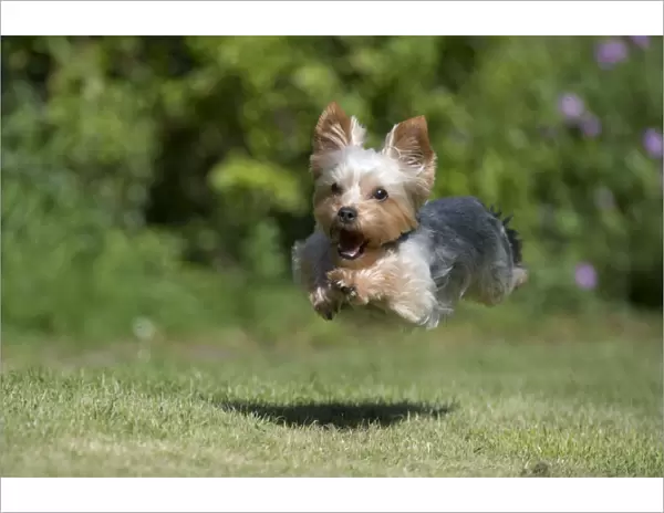 DOG - Yorkshire terrier running in garden
