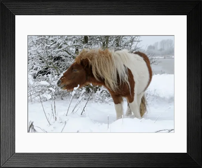 Framed Print : Shetland Pony - browsing in the snow - The Netherlands, Overijssel, Wijhe / Olst, Duursche Waarden, Fortmond Framed Print : Shetland Pony - browsing in the snow - The Netherlands, Overijssel, Wijhe / Olst, Duursche Waarden, Fortmond