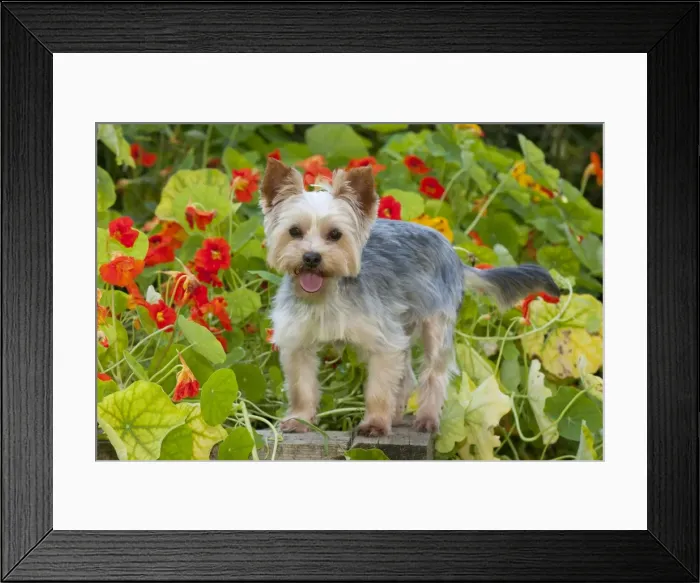 Framed Print : DOG - Yorkshire terrier standing on edge of plant box Framed Print : DOG - Yorkshire terrier standing on edge of plant box
