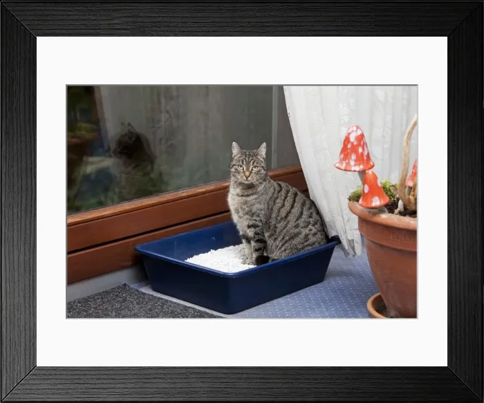 Framed Print : Domestic Cat - sitting in litter tray in house - Lower Saxony - Germany Framed Print : Domestic Cat - sitting in litter tray in house - Lower Saxony - Germany