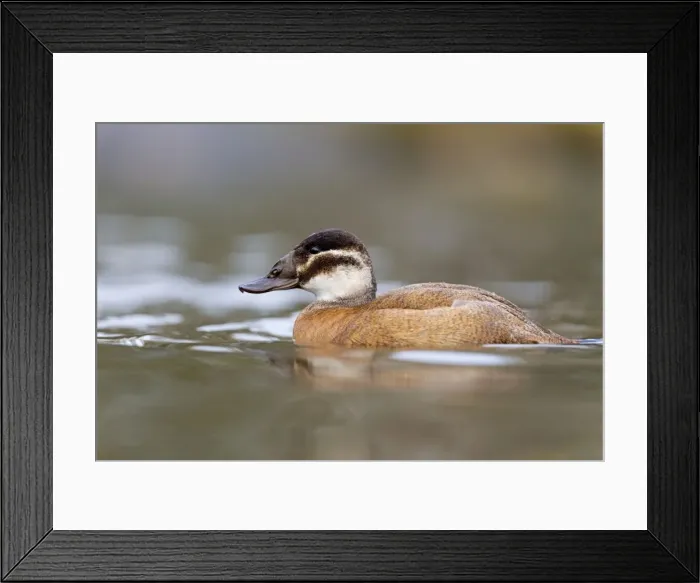 Framed Print : White Headed Duck - female in winter - UK Framed Print : White Headed Duck - female in winter - UK