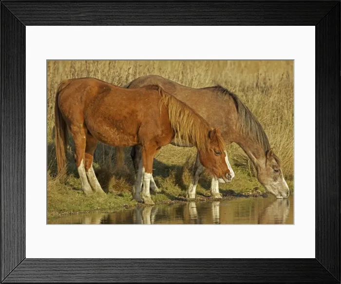 Framed Print : Arab Horses - drinking - UK Framed Print : Arab Horses - drinking - UK