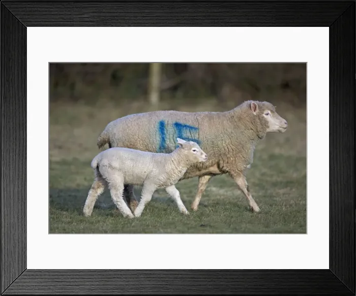 Framed Print : Sheep - adult with young - Herefordshire - England - UK Framed Print : Sheep - adult with young - Herefordshire - England - UK