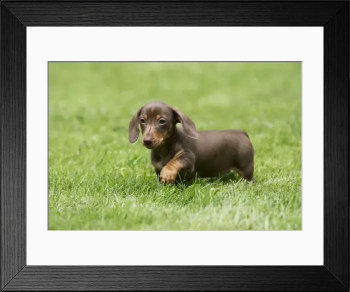 Framed Print : DOG - Miniature Short Haired Dachshund - puppy running through garden (7 weeks) Framed Print : DOG - Miniature Short Haired Dachshund - puppy running through garden (7 weeks)
